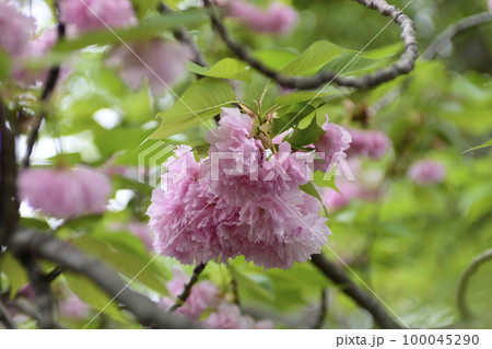 本満寺 八重桜(花絨毯・花筏) 本満寺 八重桜(花絨毯・花筏) 100045290