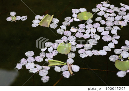 本満寺 八重桜(花絨毯・花筏) 本満寺 八重桜(花絨毯・花筏) 100045295