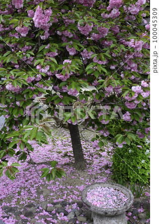 本満寺　八重桜（花絨毯・花筏） 100045309