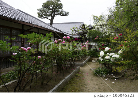 本満寺　牡丹 100045323