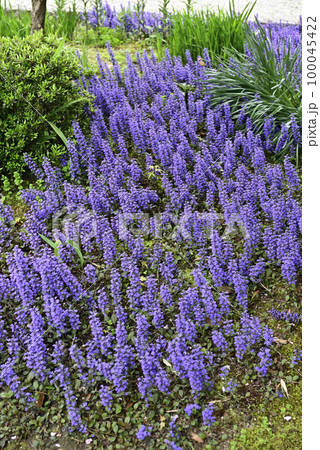 本満寺 十二単(アジュガ) 本満寺 十二単(アジュガ) 100045422