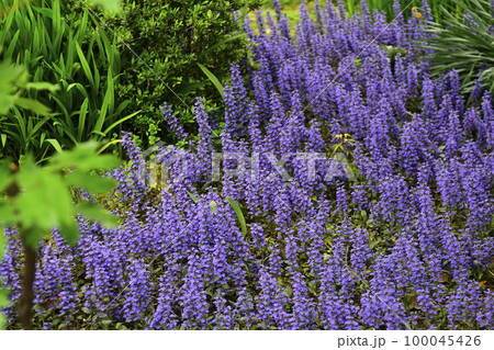 本満寺　十二単（アジュガ） 100045426