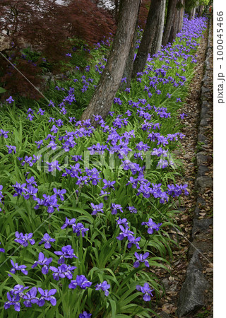 上御霊神社（御靈神社）一初 100045466