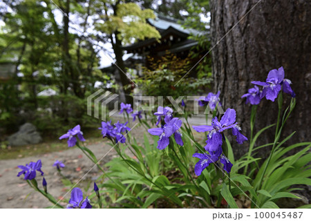 上御霊神社（御靈神社）一初 100045487