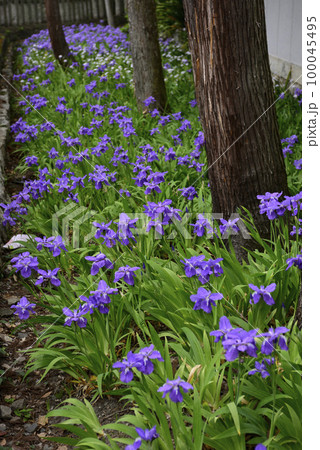 上御霊神社(御靈神社)一初 上御霊神社(御靈神社)一初 100045495