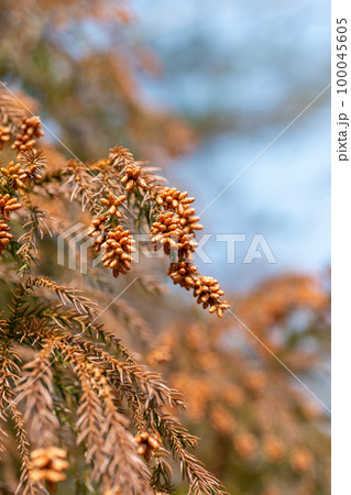 春先の日本杉の雄花 春先の日本杉の雄花 100045605