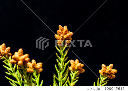 春先の日本杉の雄花 春先の日本杉の雄花 100045615