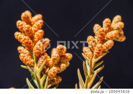 春先の日本杉の雄花 春先の日本杉の雄花 100045616