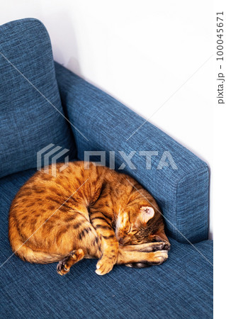 Curled sleeping bengal cat. Cozy pet home. Curled sleeping bengal cat. Cozy pet home. 100045671