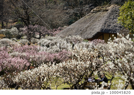 東京都町田市の薬師池公園の梅の風景 100045820