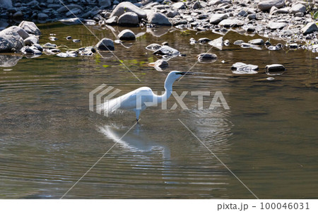 EOSR6.広島尾道、ダイサギ、飲み込まれる魚。 100046031