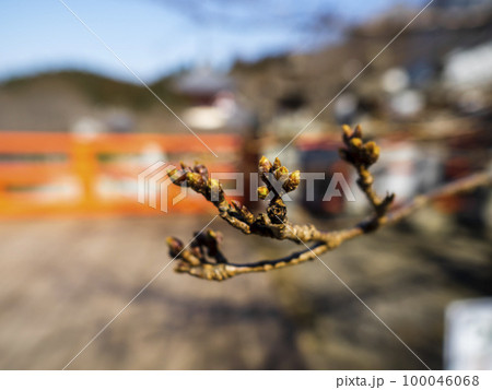 まだかたい桜のつぼみ 100046068