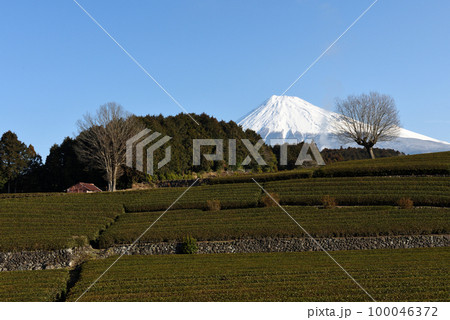 冠雪の富士山と大淵笹場のコラボ 100046372