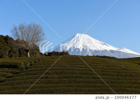 冠雪の富士山と大淵笹場のコラボ 100046377