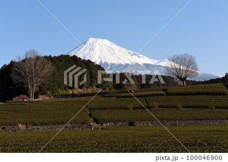 冠雪の富士山と大淵笹場のコラボ 100046900