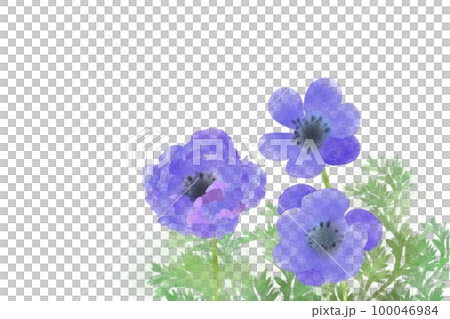 海葵花紫色 100046984