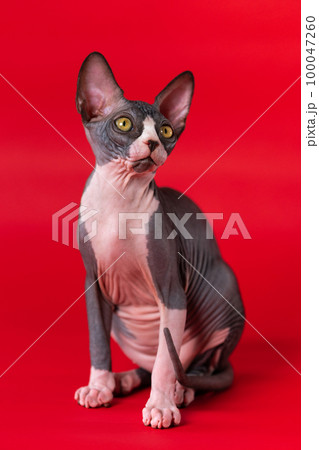 Adorable Sphynx female cat of black and white color sitting on scarlet background and looking up with surprised yellow eyes. Sphynx kitten is communicative animal. Concept of friends of large family. Adorable Sphynx female cat of black and white color sitting on scarlet background and looking up with surprised yellow eyes. Sphynx kitten is communicative animal. Concept of friends of large family. 100047260