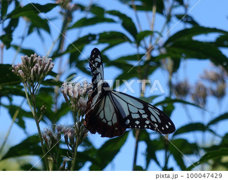 アサギマダラ　チョウ　蝶 100047429