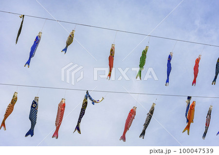青空と桜と鯉のぼり　山形県白鷹町　 100047539