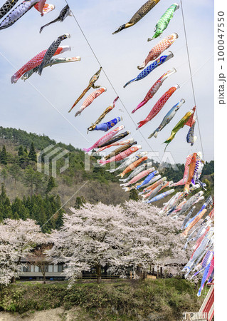 青空と桜と鯉のぼり　山形県白鷹町　 100047550