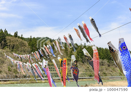 青空と桜と鯉のぼり 山形県白鷹町 青空と桜と鯉のぼり 山形県白鷹町 100047590