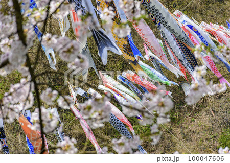 青空と桜と鯉のぼり　山形県白鷹町　 100047606