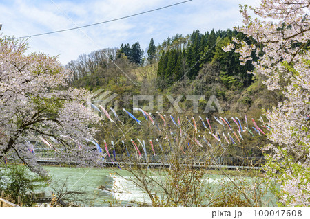 青空と桜と鯉のぼり 山形県白鷹町 青空と桜と鯉のぼり 山形県白鷹町 100047608