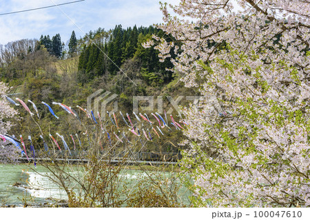 青空と桜と鯉のぼり　山形県白鷹町　 100047610
