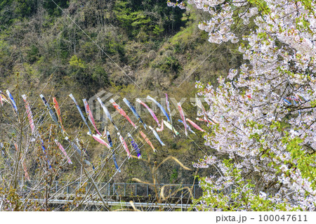 青空と桜と鯉のぼり 山形県白鷹町 青空と桜と鯉のぼり 山形県白鷹町 100047611