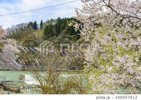 青空と桜と鯉のぼり　山形県白鷹町　 100047612