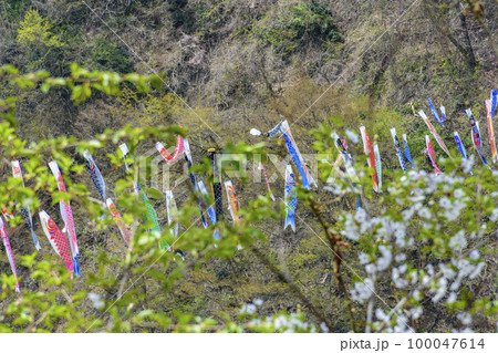 青空と桜と鯉のぼり 山形県白鷹町 青空と桜と鯉のぼり 山形県白鷹町 100047614