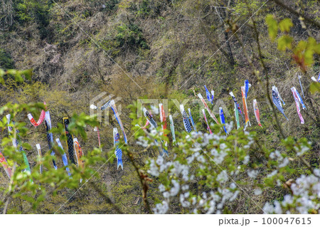 青空と桜と鯉のぼり　山形県白鷹町　 100047615