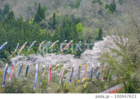 青空と桜と鯉のぼり　山形県白鷹町　 100047623