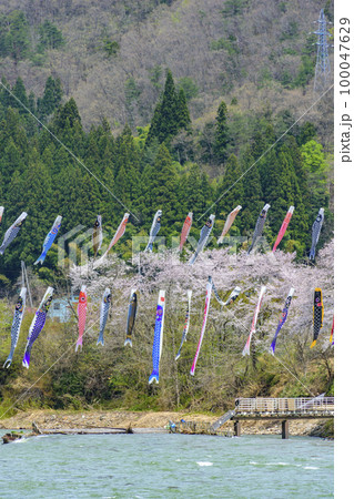 青空と桜と鯉のぼり 山形県白鷹町 青空と桜と鯉のぼり 山形県白鷹町 100047629