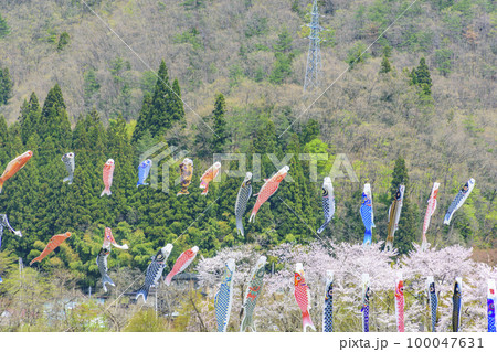 青空と桜と鯉のぼり 山形県白鷹町 青空と桜と鯉のぼり 山形県白鷹町 100047631
