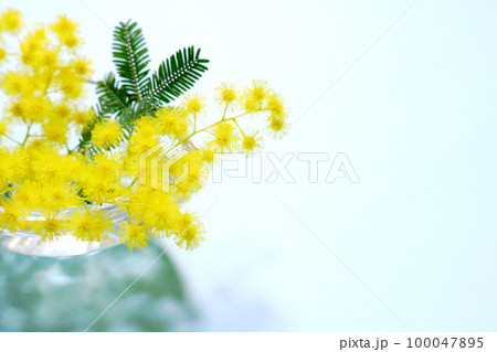 ミモザの花のフレーム ミモザの花のフレーム 100047895