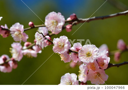 梅の花(N) 梅の花(N) 100047966