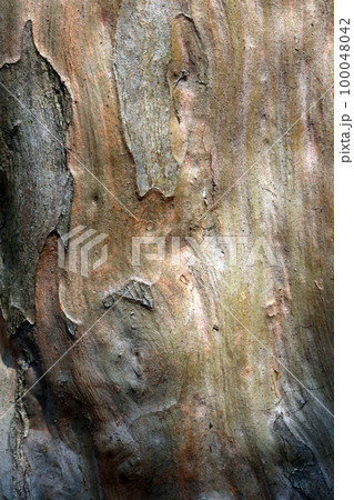 独特の触感、ツルツルとしたサルスベリの灰色の幹の自然美感溢れる樹皮模様と形状テクスチャー。 100048042