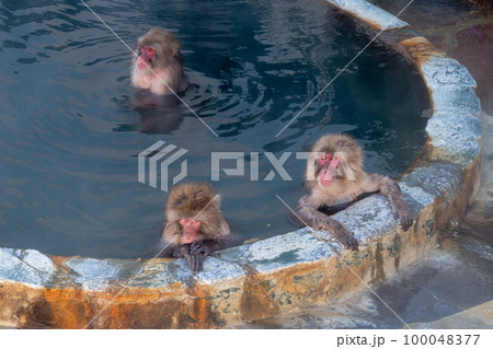 温泉大好きのニホンザル 温泉大好きのニホンザル 100048377