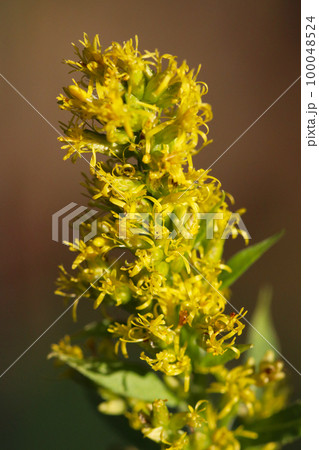 セピア色の背景にまっすぐに伸びるセイタカアワダチソウの黄色い花（マクロレンズ使用） 100048524