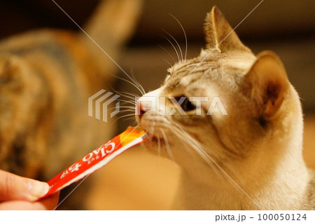 チュールをペロペロする猫 チュールをペロペロする猫 100050124