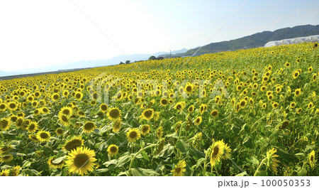 夏のシンボルひまわりの花 100050353