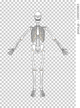 全身骨架正面男 100050963