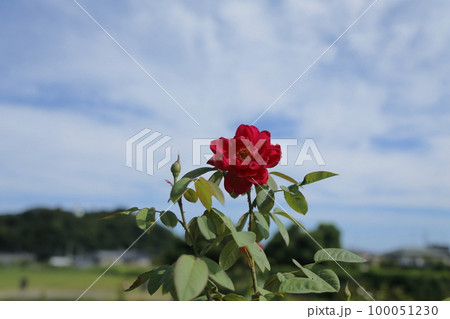 荒尾市 おもやい市民花壇 バラの花、 荒尾市 おもやい市民花壇 バラの花、 100051230