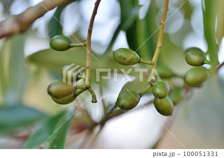 ユズリハの実 ユズリハの実 100051331