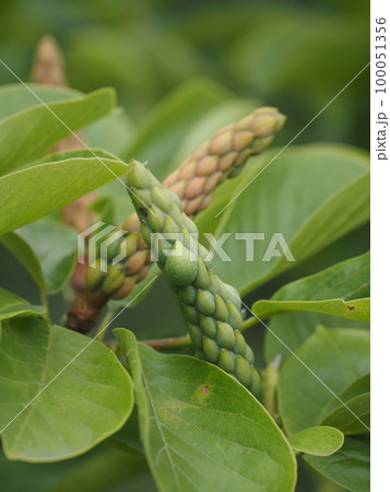 モクレンの実 100051356