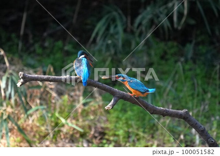 カワセミの求愛行動（求愛給餌） 100051582