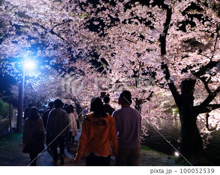 弘前公園のボート乗り場付近の夜桜ライトアップ 100052539