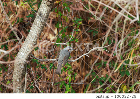 枝に止まるヒヨドリ ヒヨドリ 枝に止まるヒヨドリ ヒヨドリ 100052729