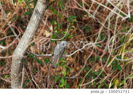 枝に止まるヒヨドリ ヒヨドリ 枝に止まるヒヨドリ ヒヨドリ 100052731